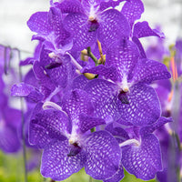 Violet Vanda Orchid Seeds for Planting - Grow Beautiful Orchid Flowers