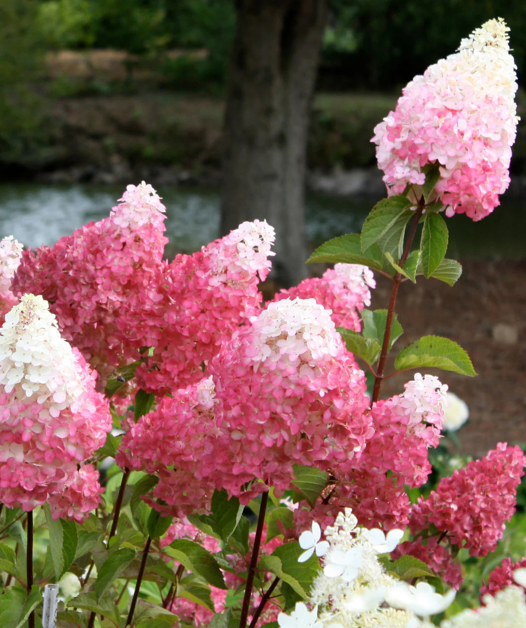 Vainilla Hortensia Flower seeds for Planting - Garden Favorite, Heirloom & GMO Free Seeds for Home Garden