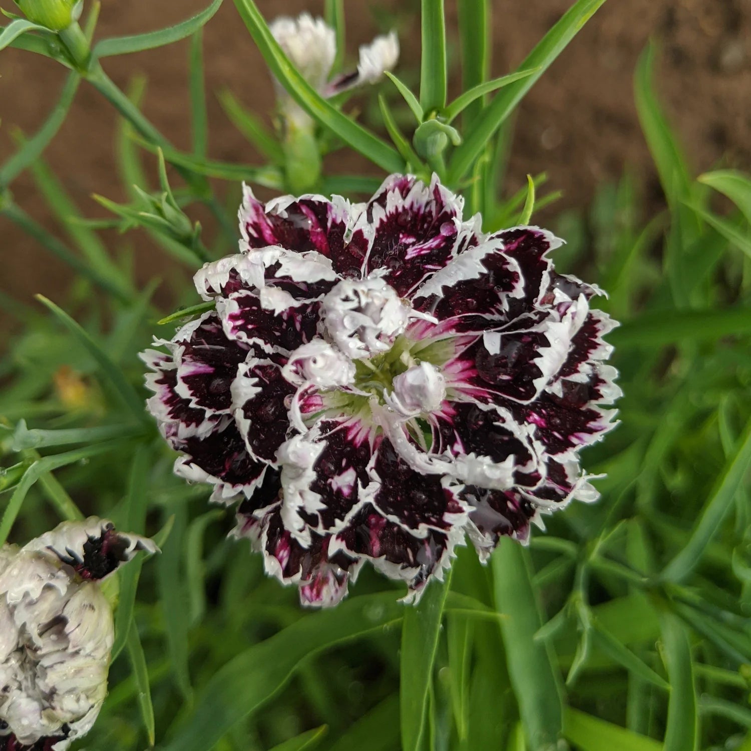 Black White Dianthus Flower seeds for Planting - Fragrant Blossoms, Heirloom & GMO Free Seeds for Home Garden