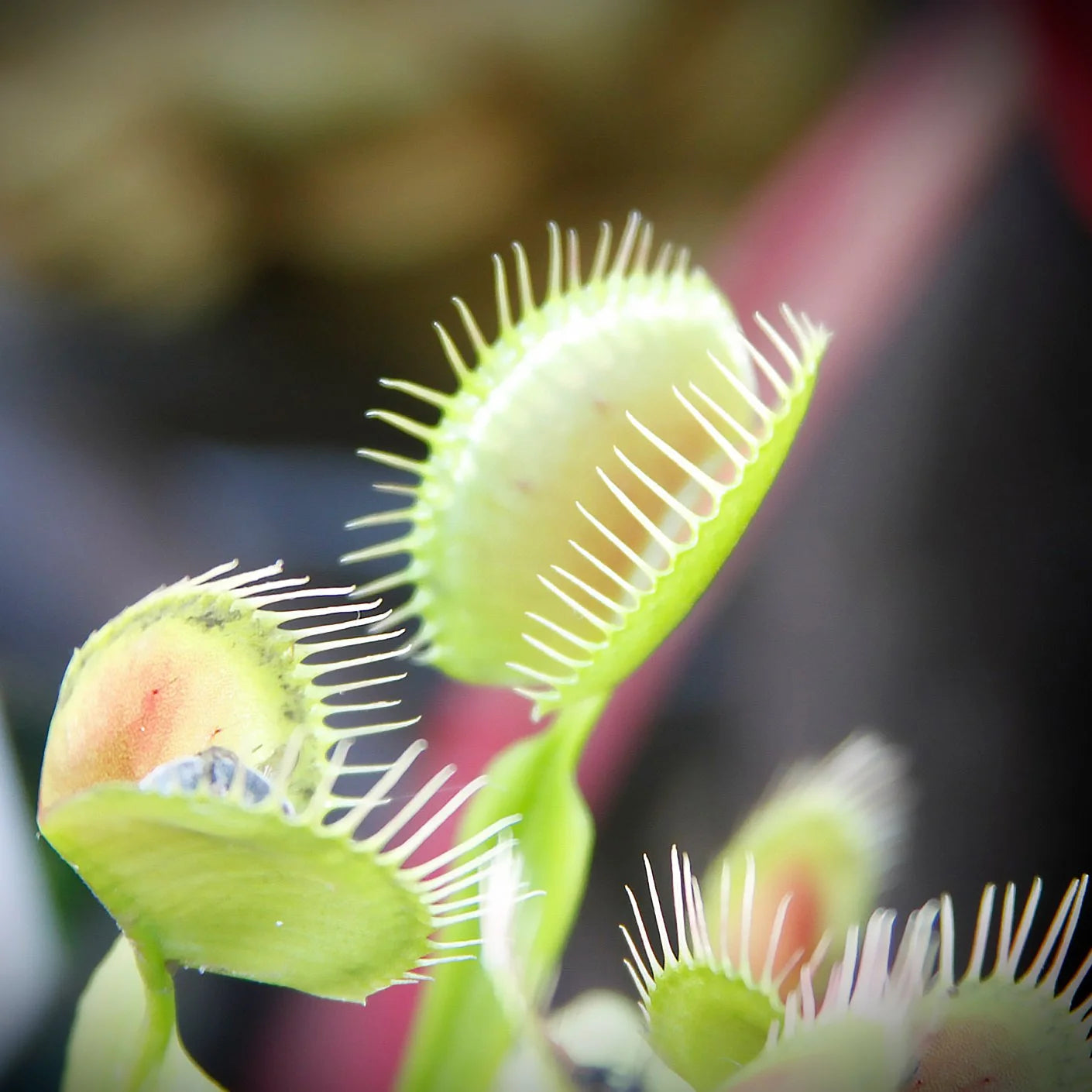 Carnivorous Flower seeds for Planting Pollinator Friendly Heirloom & GMO Free Seeds for Home Garden