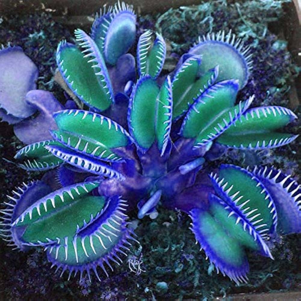 Close-up of Venus Flytrap traps
