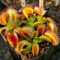Mixed Venus Fly Trap Flower seeds for Planting - Garden Favorite, Heirloom & GMO Free Seeds for Home Garden