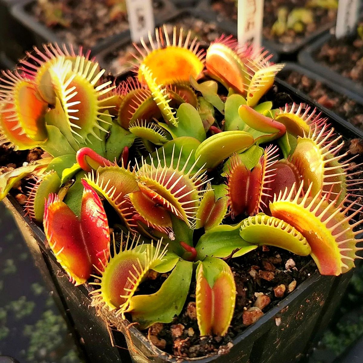 Carnivorous Flower seeds for Planting Cut Flower Favorite Heirloom & GMO Free Seeds for Home Garden 
 
 Sale