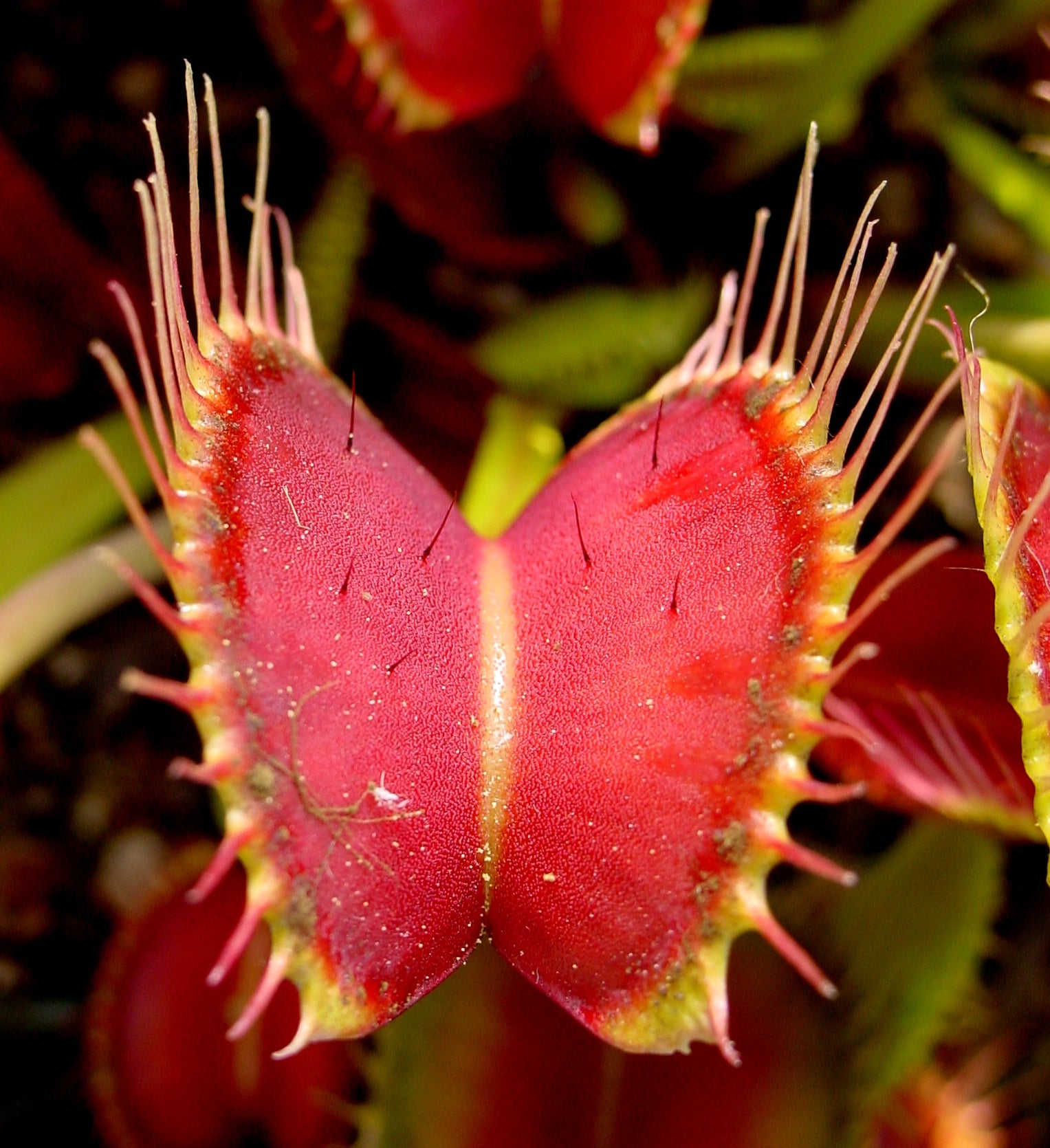 Carnivorous Flower seeds for Planting Compact Growth Heirloom & GMO Free Seeds for Home Garden 
 
 Sale