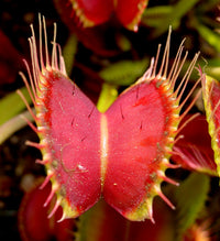 Carnivorous Flower seeds for Planting Compact Growth Heirloom & GMO Free Seeds for Home Garden 
 
 Sale