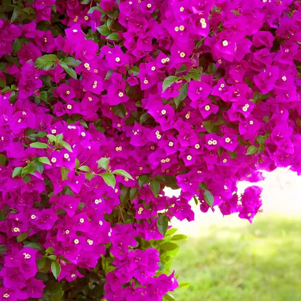 Dark Violet Bougainvillea Flower Seeds for Planting – Hardy Variety Heirloom & NonGMO Seeds for Home Garden
 
 Sale
