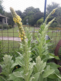 Green Verbascum Thapsus Flower seeds for Planting - Low Maintenance, Heirloom & GMO Free Seeds for Home Garden