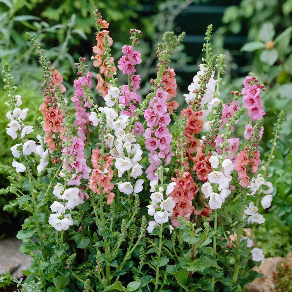 Mixed Phoeniceum Flower seeds for Planting - Garden Favorite, Heirloom & GMO Free Seeds for Home Garden