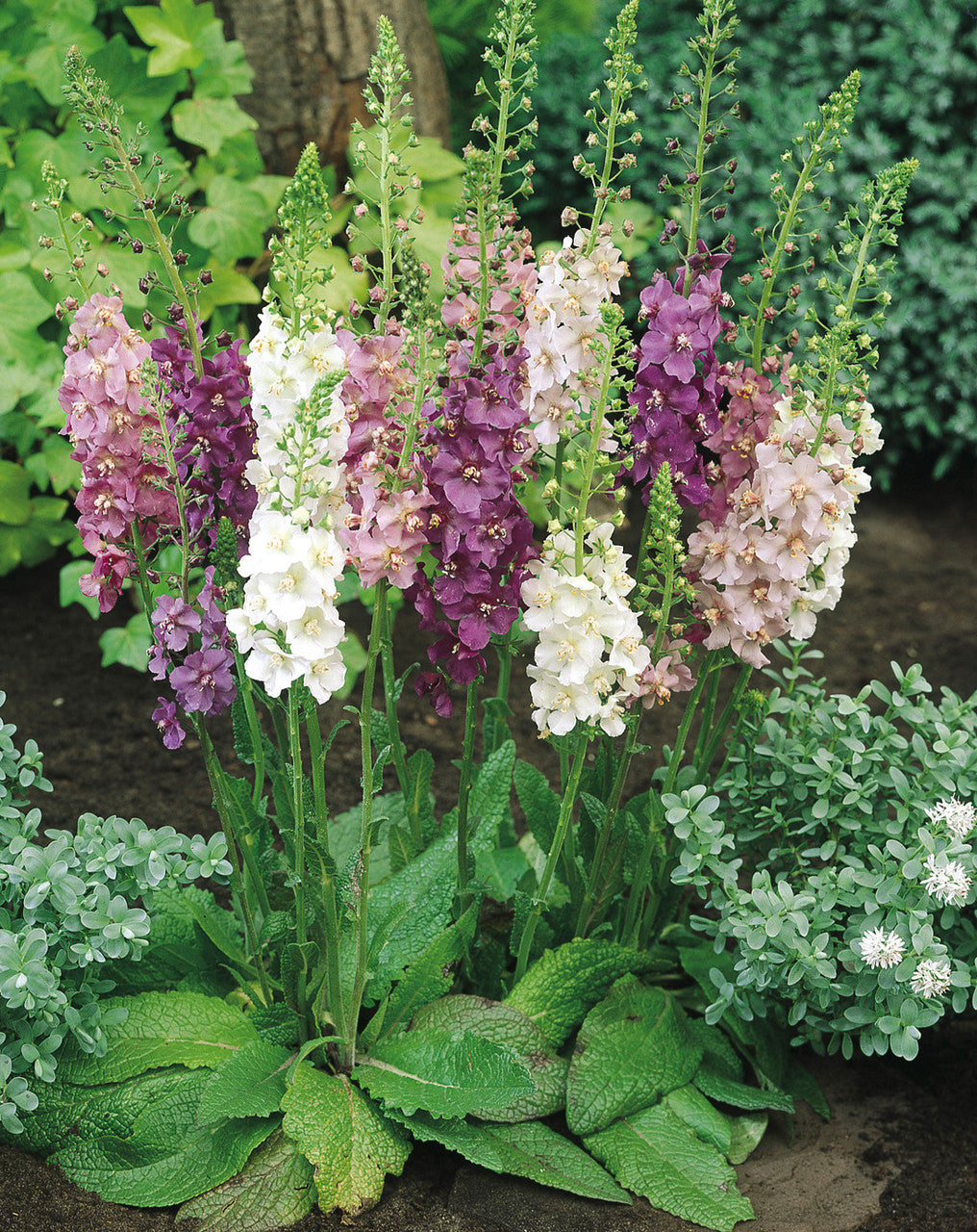 Mixed Mullein Flower seeds for Planting Shade Tolerant Heirloom & GMO Free Seeds for Home Garden