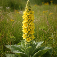 Yellow Verbascum Thapsus Flower seeds for Planting - Seasonal Bloomer, Heirloom & GMO Free Seeds for Home Garden