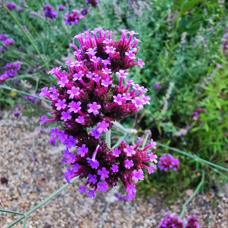 Purple Verbena Bonariensis Flower seeds for Planting - Seasonal Bloomer, Heirloom & GMO Free Seeds for Home Garden