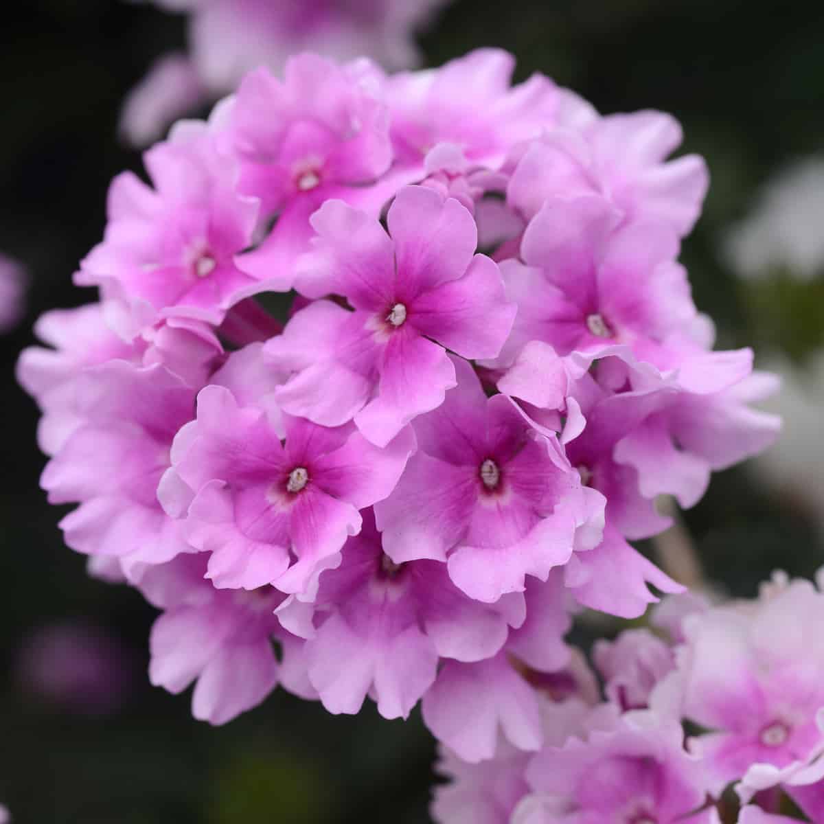 Pink Verbena Flower seeds for Planting - Premium Quality, Heirloom & GMO Free Seeds for Home Garden