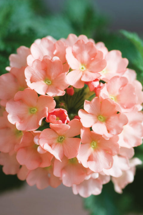 Peach Verbena Didyma Flower seeds for Planting - Sun Loving, Heirloom & GMO Free Seeds for Home Garden