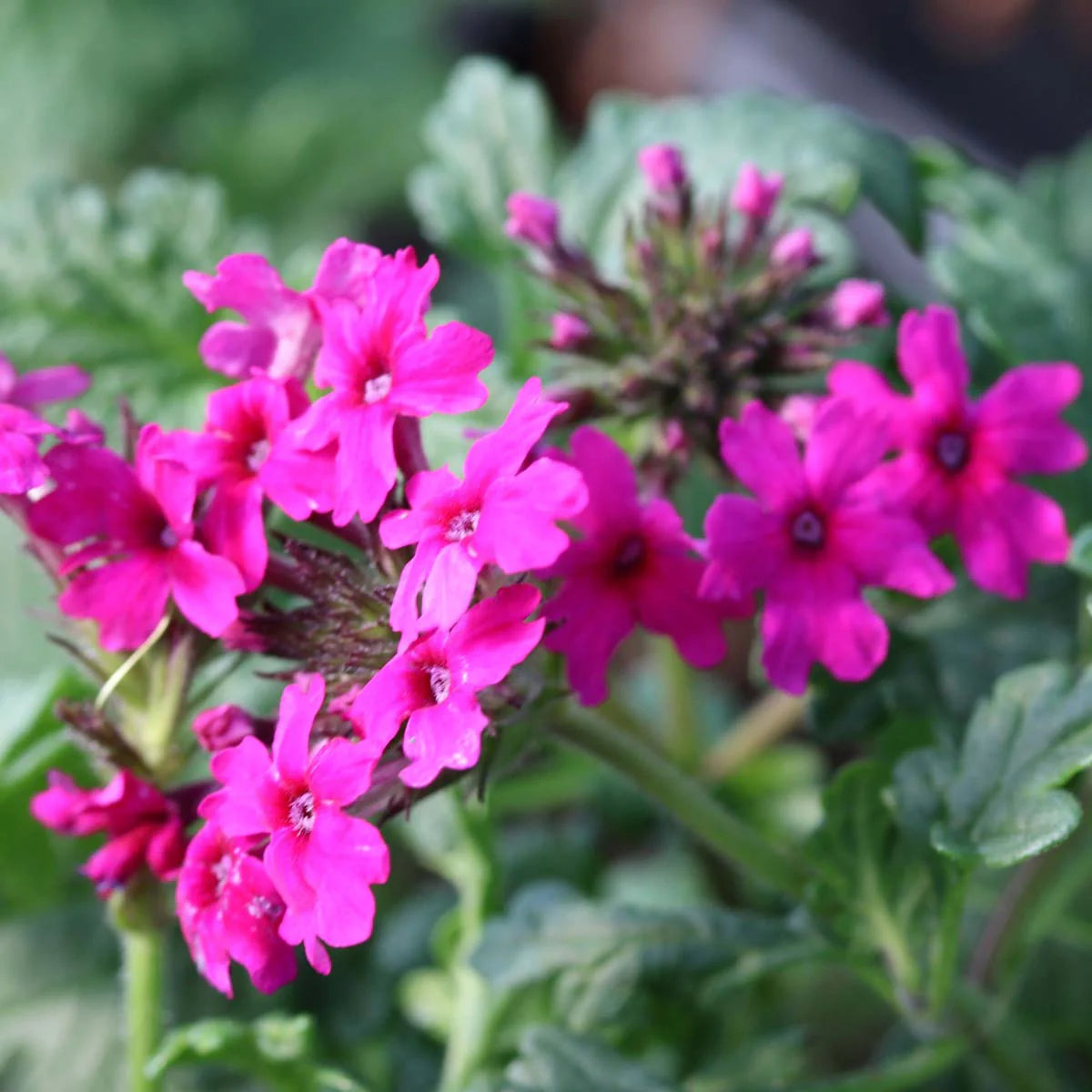Pink Verbena Flower seeds for Planting - Premium Quality, Heirloom & GMO Free Seeds for Home Garden