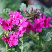 Pink Verbena Flower seeds for Planting - Premium Quality, Heirloom & GMO Free Seeds for Home Garden