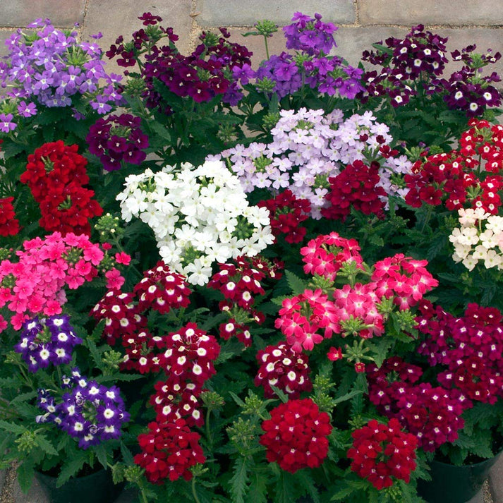 Verbena Flower seeds for Planting Hardy Variety Heirloom & GMO Free Seeds for Home Garden 
 
 Sale for planting in home garden