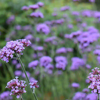 Vervain Flower seeds for Planting - Drought Tolerant, Heirloom & GMO Free Seeds for Home Garden