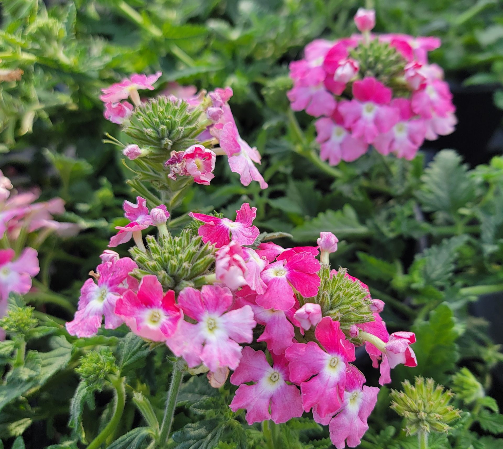 Baby Pink Verbena Flower seeds for Planting - Garden Favorite, Heirloom & GMO Free Seeds for Home Garden