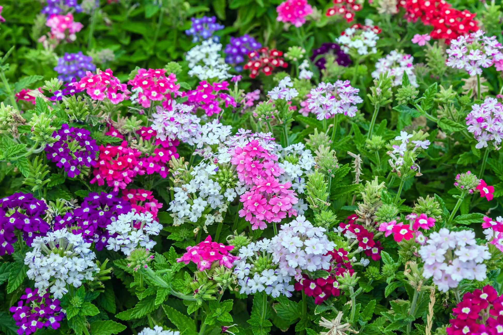 Verbena Flower seeds for Planting Hardy Variety Heirloom & GMO Free Seeds for Home Garden
