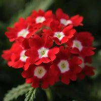 Red Verbena Flower seeds for Planting Perfect for Borders Heirloom & GMO Free Seeds for Home Garden
 
 Sale