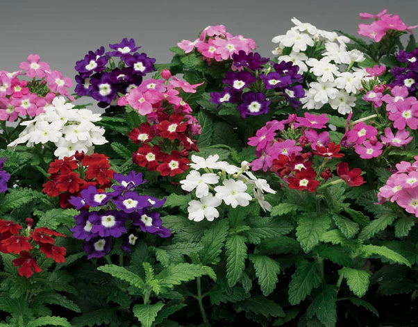 Verbena Dwarf Mix Flower seeds for Planting - Pollinator Friendly, Heirloom & GMO Free Seeds for Home Garden