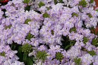 White Purple Verbena Flower seeds for Planting - Easy to Grow, Heirloom & GMO Free Seeds for Home Garden
