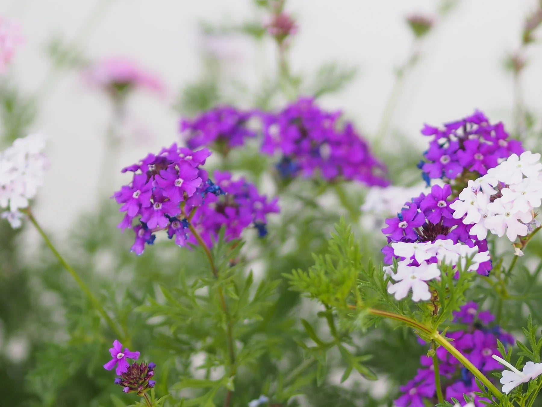 Purple Verbena Tenuisecta Flower seeds for Planting - Drought Tolerant, Heirloom & GMO Free Seeds for Home Garden