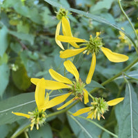 Verbesina Occidentalis Flower seeds for Planting Pollinator Friendly Heirloom & GMO Free Seeds for Home Garden