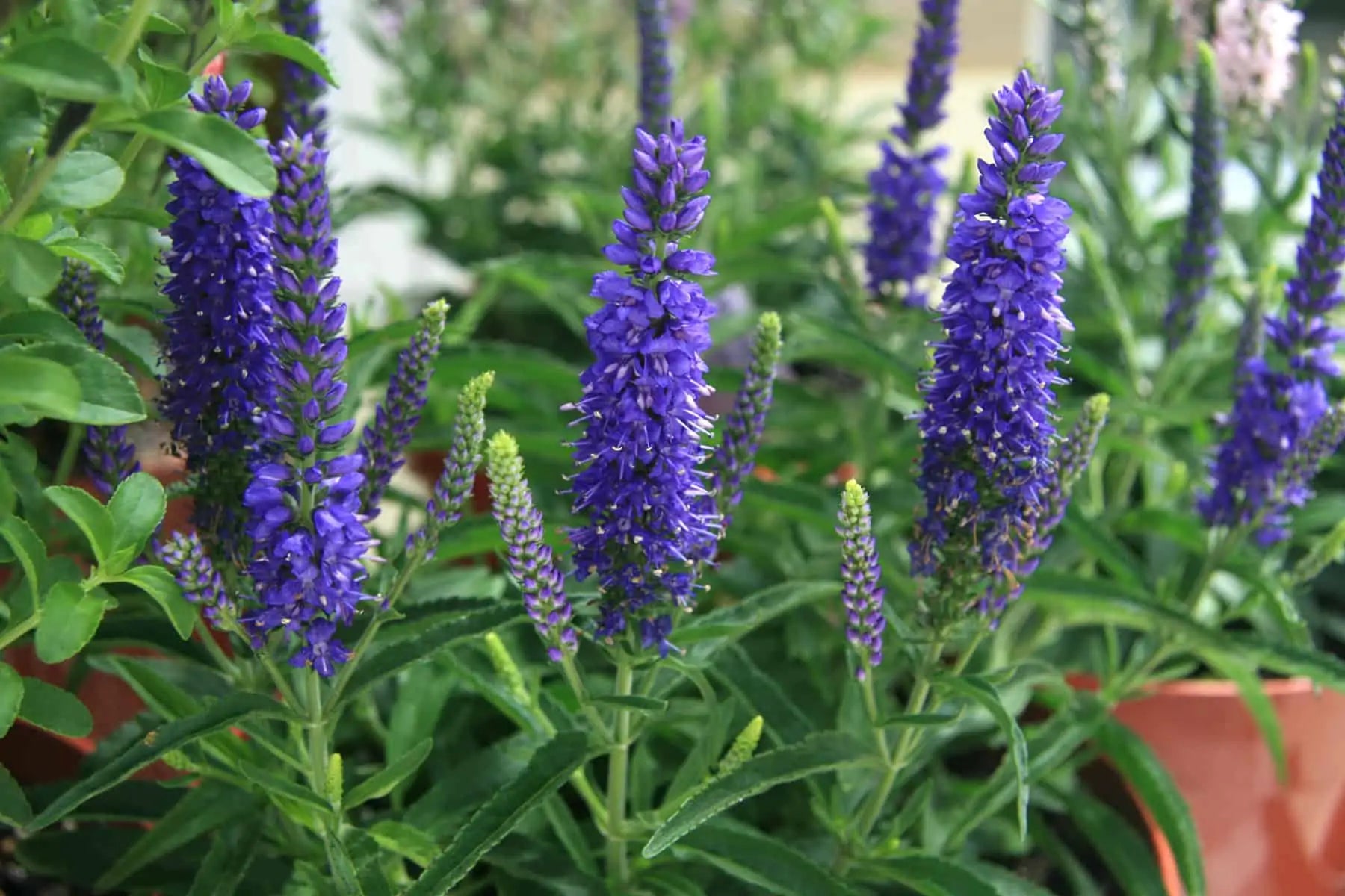Non-GMO Veronica Blue seeds