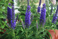 Non-GMO Veronica Blue seeds