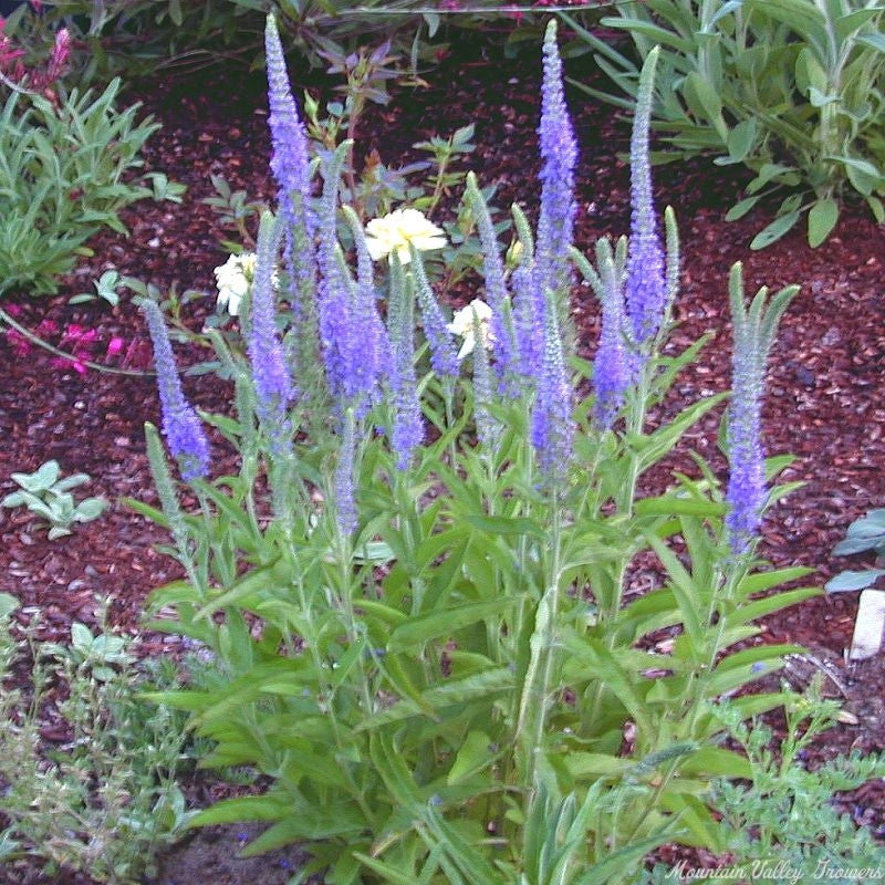 Pollinators visiting Veronica Blue flowers