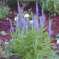 Pollinators visiting Veronica Blue flowers