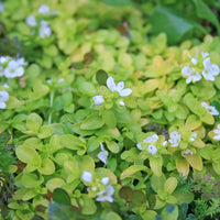 Green Veronica Repens Flower seeds for Planting Low Maintenance Heirloom & GMO Free Seeds for Home Garden 
 
 Sale