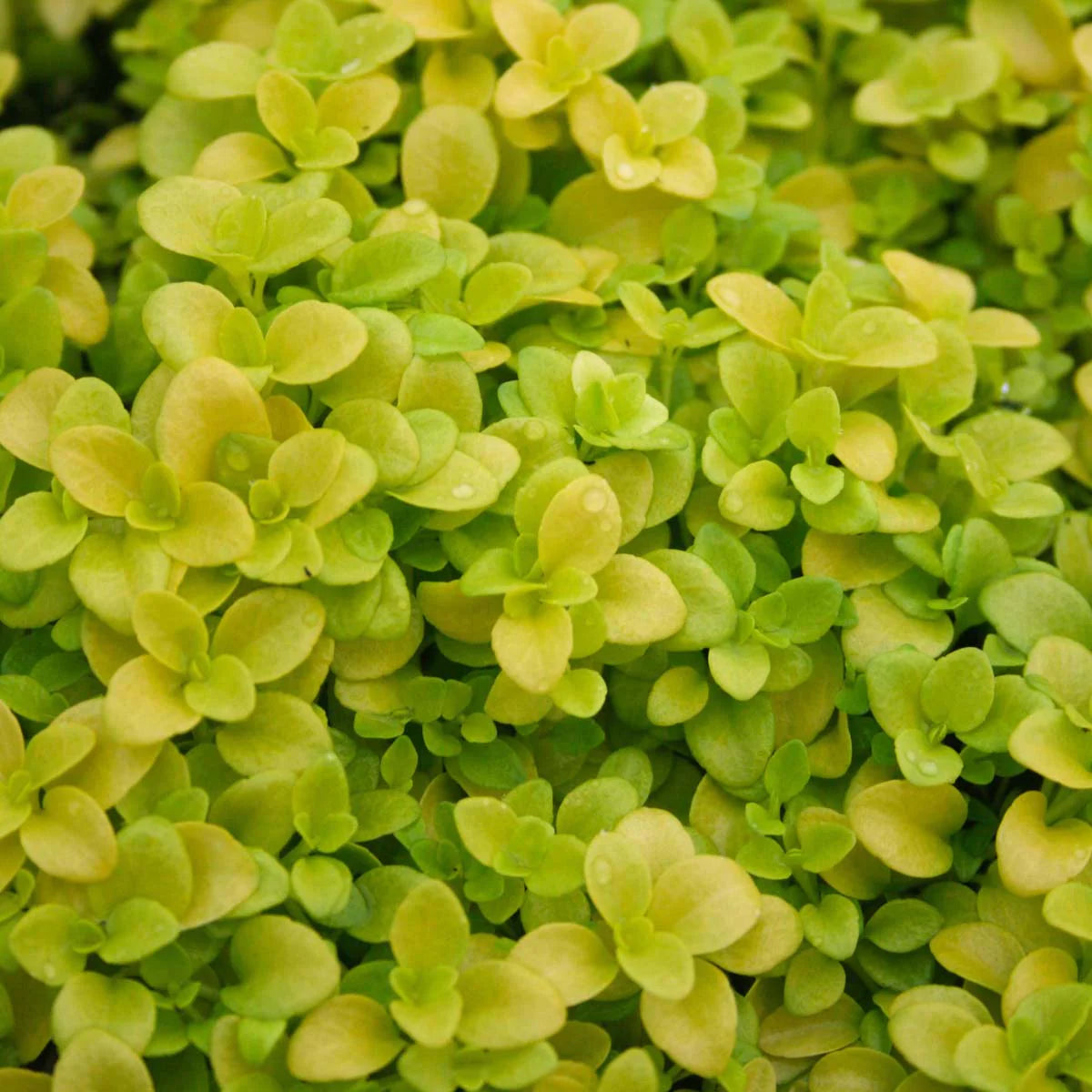 Green Veronica Repens Flower seeds for Planting Low Maintenance Heirloom & GMO Free Seeds for Home Garden 
 
 Sale