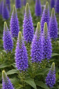 Blue Veronica Flower seeds for Planting Compact Growth Heirloom & GMO Free Seeds for Home Garden
 
 Sale