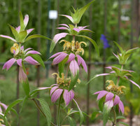 Purple Monarda Punctata Flower seeds for Planting Drought Tolerant Heirloom & GMO Free Seeds for Home Garden 
 
 Sale