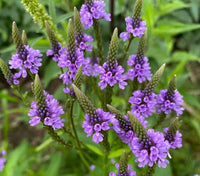 Blue Vervain seeds for planting