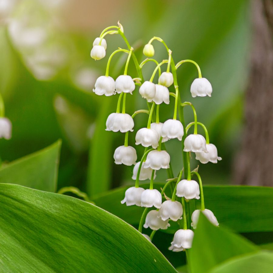 Valley Flower seeds for Planting Compact Growth Heirloom & GMO Free Seeds for Home Garden 
 
 Sale