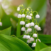 Valley Flower seeds for Planting Compact Growth Heirloom & GMO Free Seeds for Home Garden 
 
 Sale