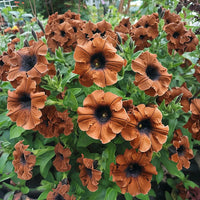 Brown Petunia Flower Seeds for Planting Heirloom NONGMO Seeds Easy to Grow Garden Blooms Compact Growth 
 
 Sale