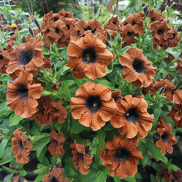 Brown Petunia Flower Seeds for Planting Heirloom NONGMO Seeds Easy to Grow Garden Blooms Compact Growth 
 
 Sale