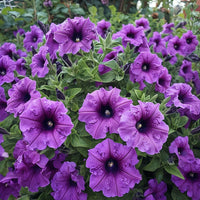 Lavender Petunia Flower seeds for Planting Long Bloom Season Heirloom & GMO Free Seeds for Home Garden