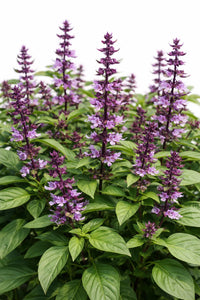 Violet Ocimum Flower seeds for Planting - Cottage Garden Essential, Heirloom & GMO Free Seeds for Home Garden