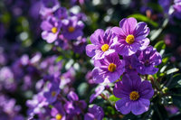 Purple Rock Cress Flower seeds for Planting - Drought Tolerant, Heirloom & GMO Free Seeds for Home Garden
 
 Sale for planting in home garden