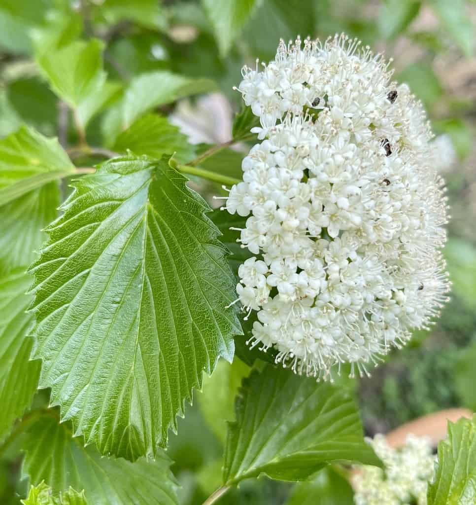 White Arrowwood Flower seeds for Planting - Easy to Grow, Heirloom & GMO Free Seeds for Home Garden