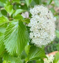 White Arrowwood Flower seeds for Planting - Easy to Grow, Heirloom & GMO Free Seeds for Home Garden