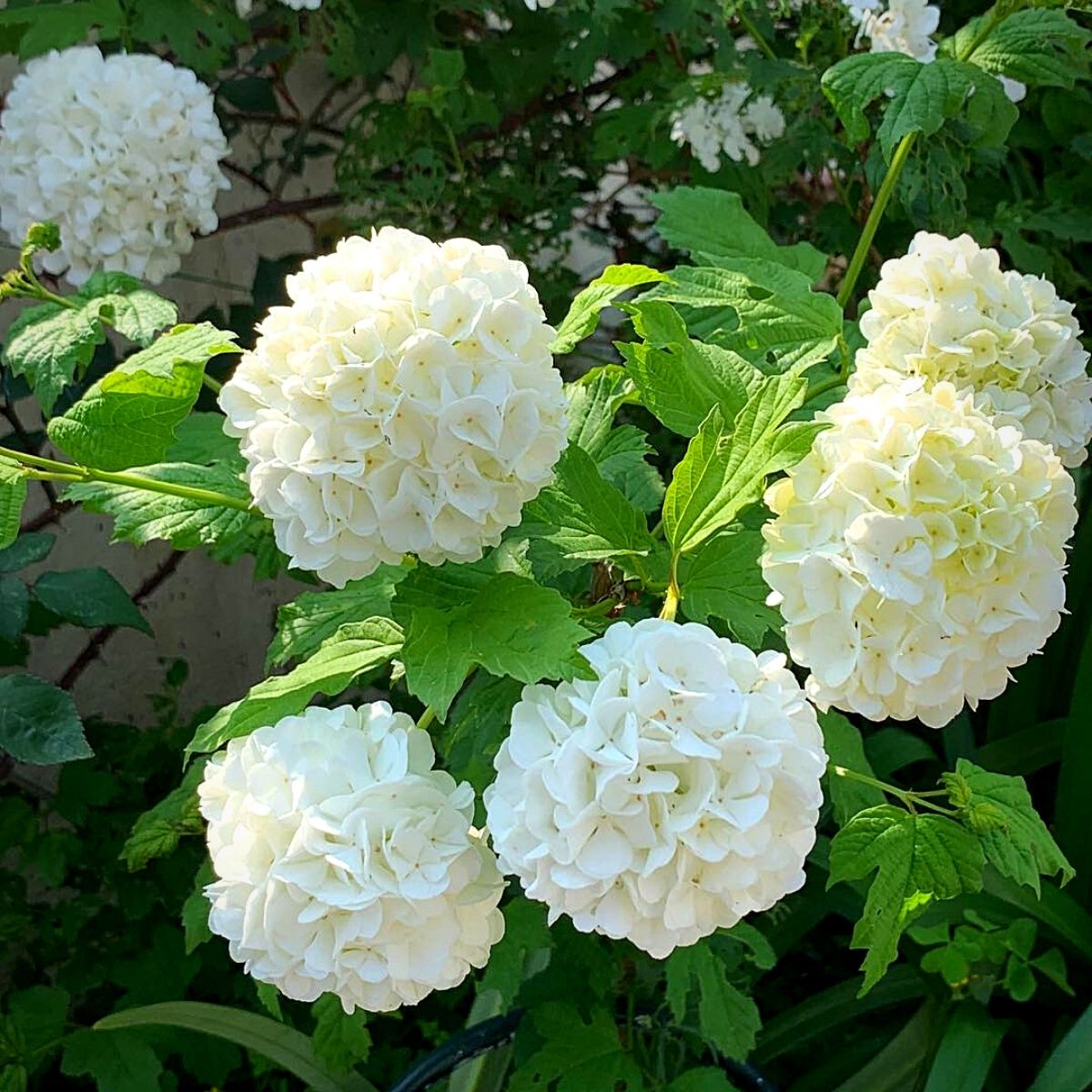 White Perennial Flower Seeds for Planting – Colorful Display Heirloom & NonGMO Seeds for Home Garden
 
 Sale