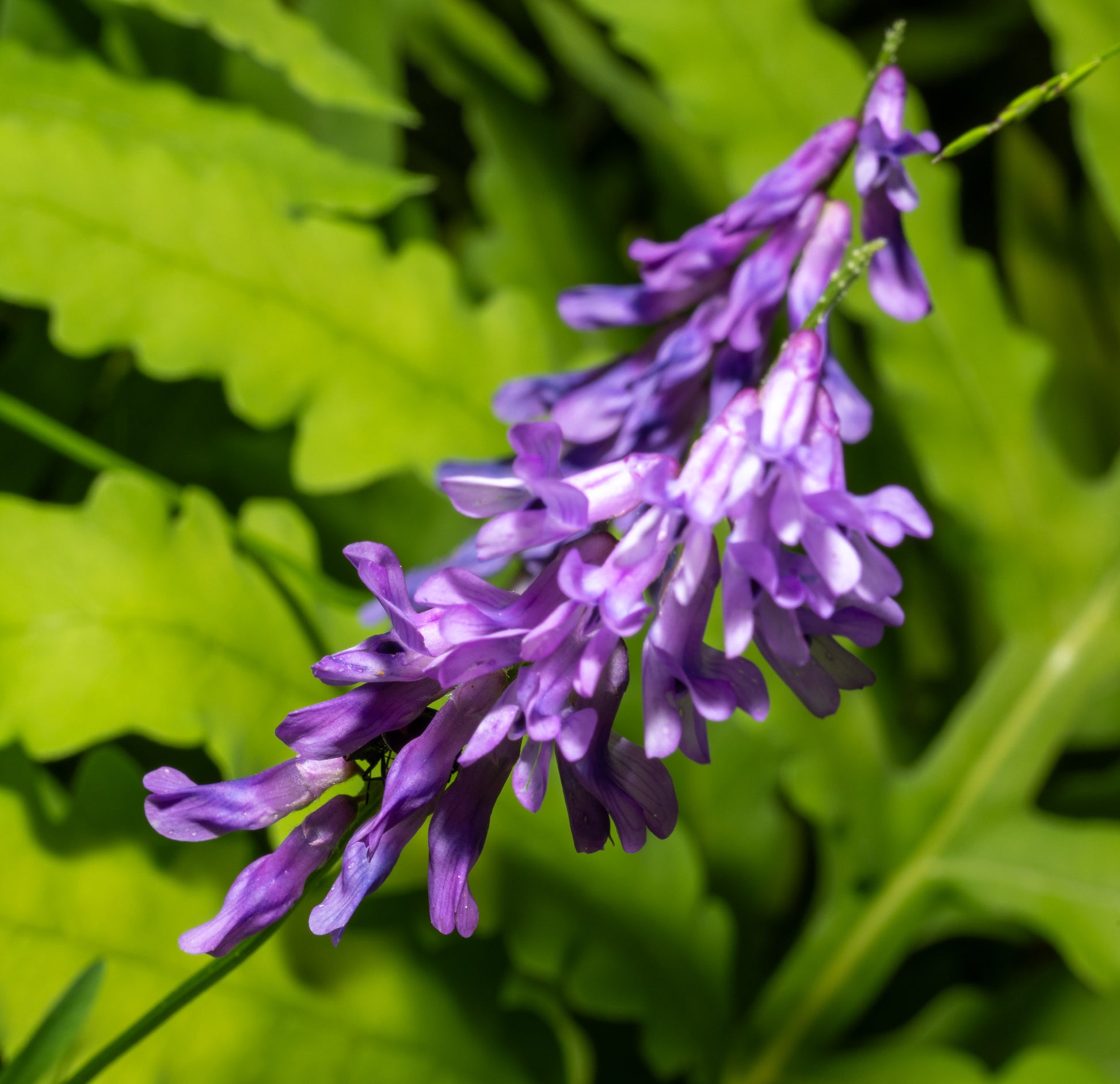 Blue Vetch Flower seeds for Planting - Shade Tolerant, Heirloom & GMO Free Seeds for Home Garden