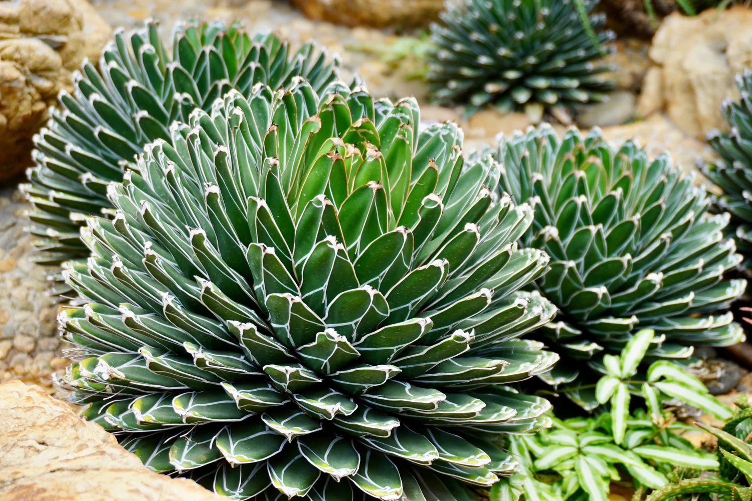 Green Victoria Agave Flower seeds for Planting - Pollinator Friendly, Heirloom & GMO Free Seeds for Home Garden