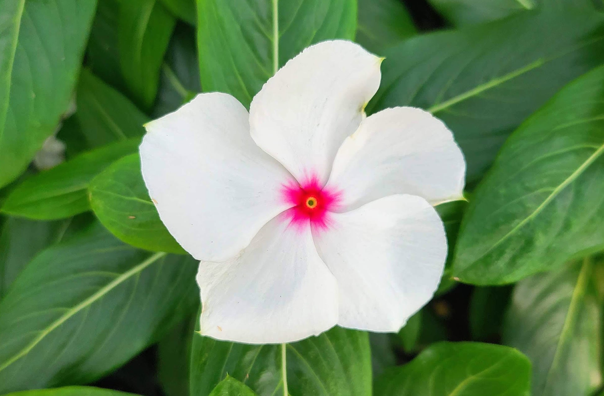 White Cora Cascade Flower seeds for Planting - Premium Quality, Heirloom & GMO Free Seeds for Home Garden